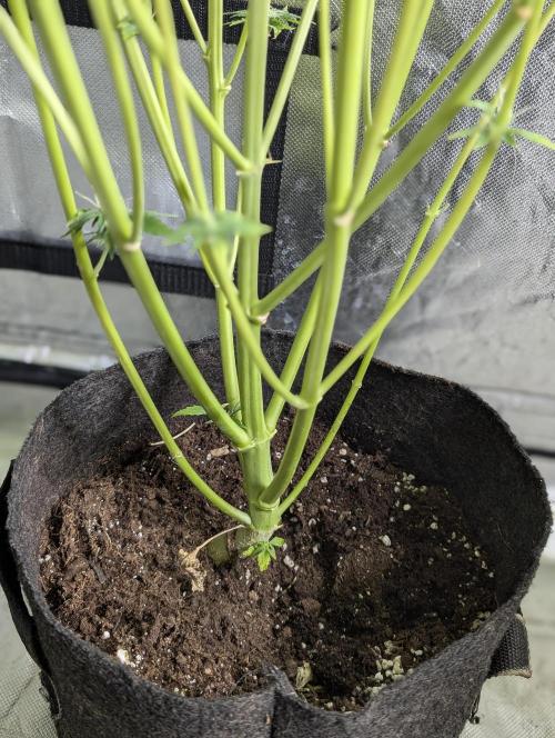 Creamzilla Auto x4. Week 11