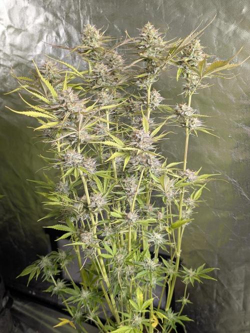 Creamzilla Auto x4. Week 11 - N1