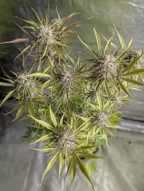 Creamzilla Auto x4. Week 11