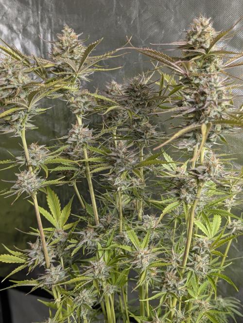 Creamzilla Auto x4. Week 11