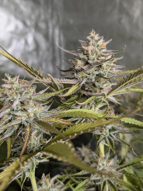 Creamzilla Auto x4. Week 11