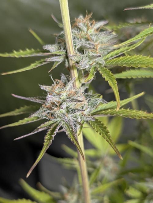 Creamzilla Auto x4. Week 11