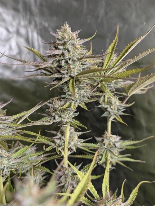 Creamzilla Auto x4. Week 11