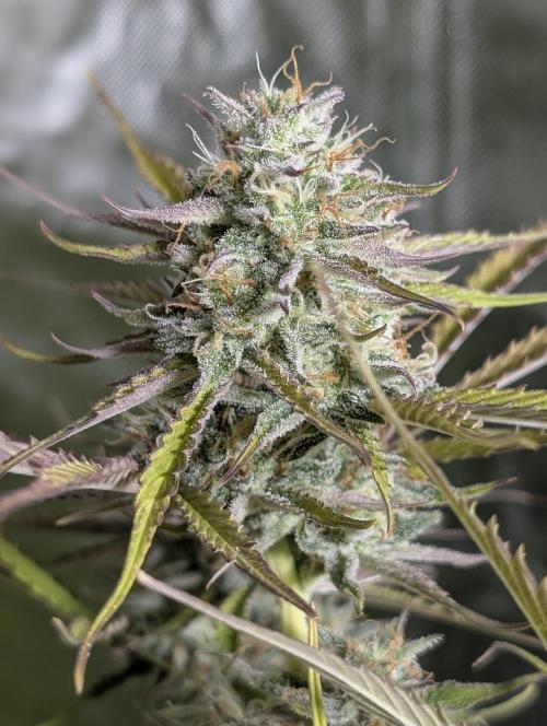 Creamzilla Auto x4. Week 11