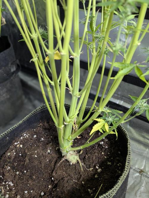 Creamzilla Auto x4. Week 11