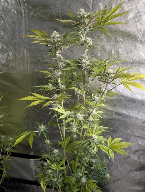 Creamzilla Auto x4. Week 11 - N2