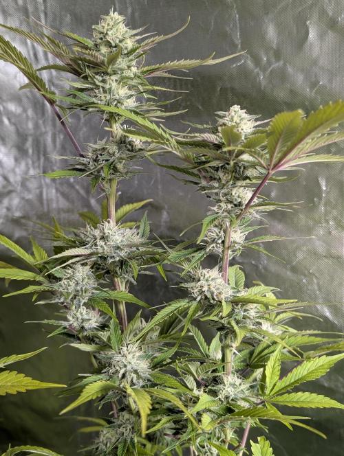 Creamzilla Auto x4. Week 11