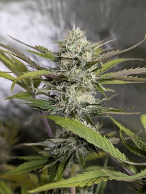 Creamzilla Auto x4. Week 11