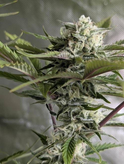 Creamzilla Auto x4. Week 11