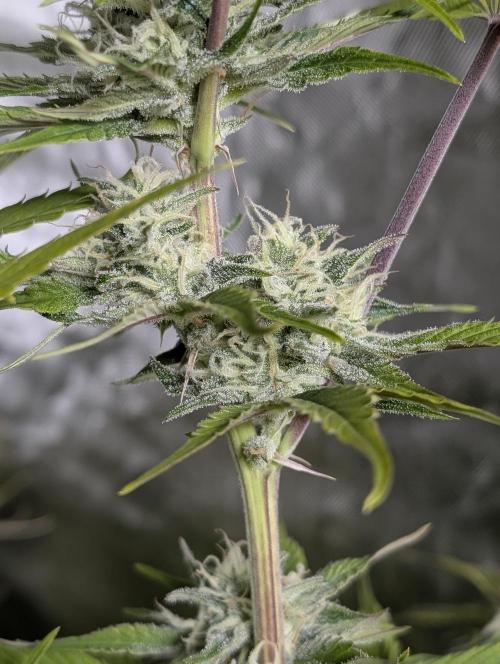 Creamzilla Auto x4. Week 11