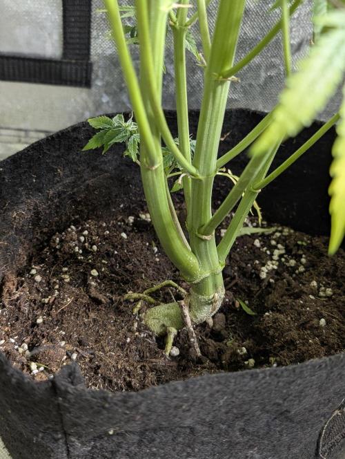 Creamzilla Auto x4. Week 11