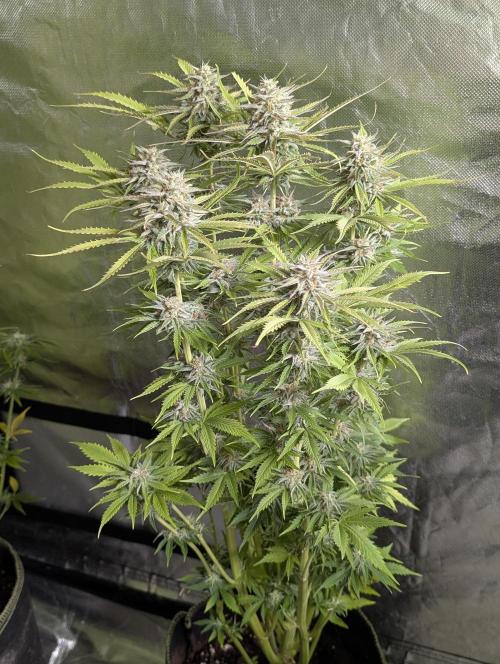 Creamzilla Auto x4. Week 11 - N3