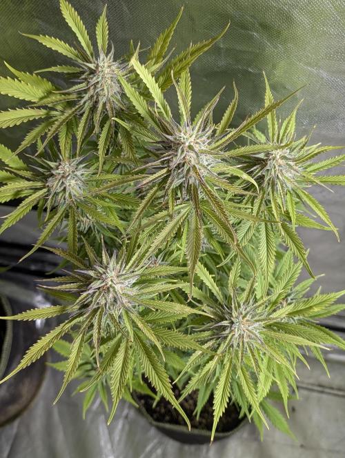 Creamzilla Auto x4. Week 11