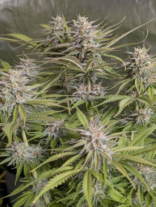 Creamzilla Auto x4. Week 11