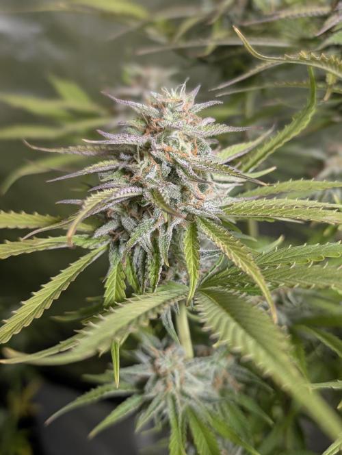 Creamzilla Auto x4. Week 11