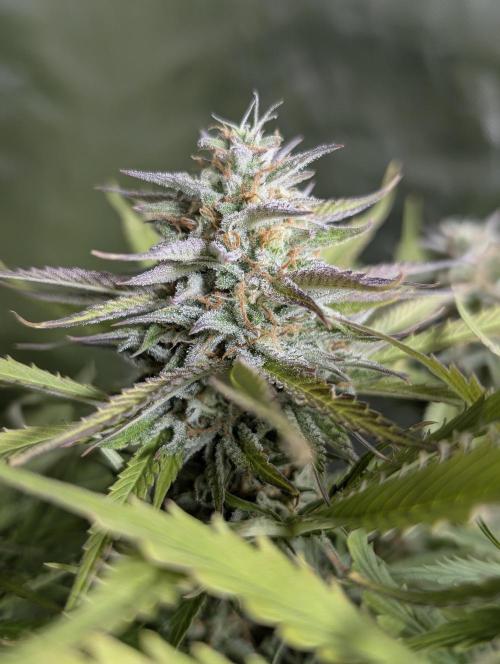 Creamzilla Auto x4. Week 11