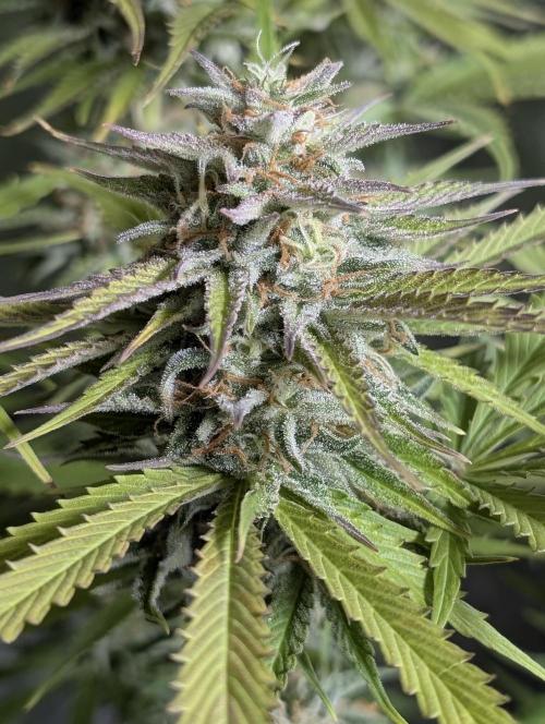 Creamzilla Auto x4. Week 11