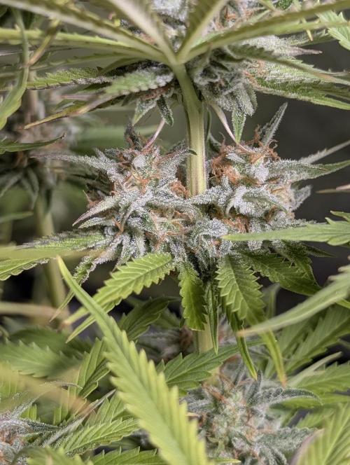 Creamzilla Auto x4. Week 11