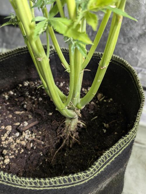 Creamzilla Auto x4. Week 11