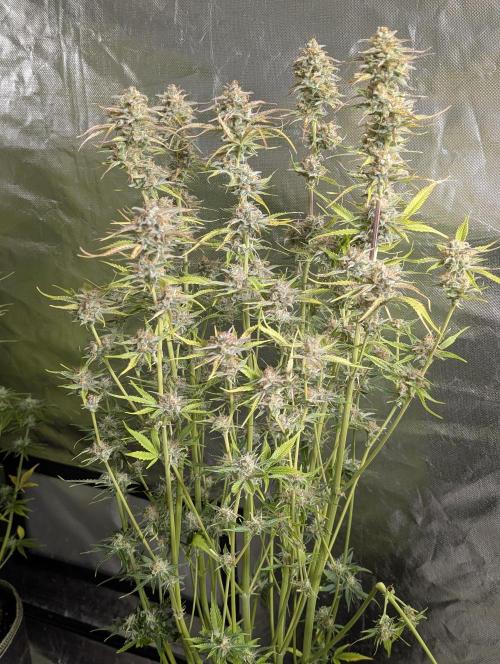 Creamzilla Auto x4. Week 11 - N4