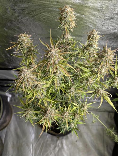 Creamzilla Auto x4. Week 11