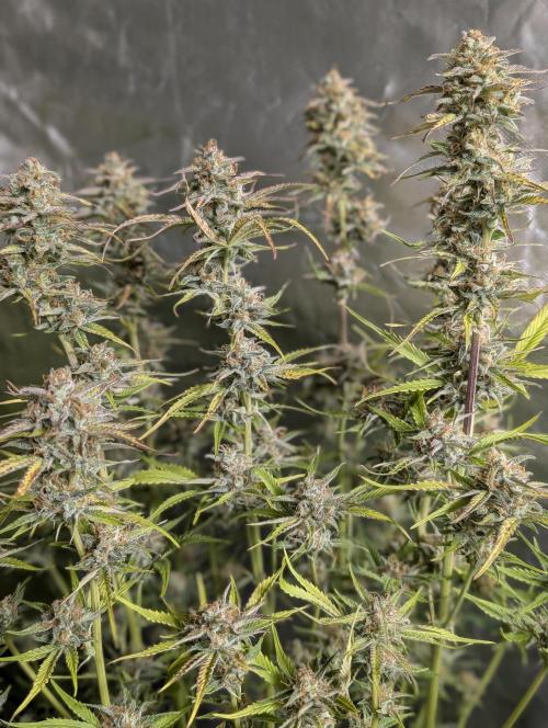 Creamzilla Auto x4. Week 11