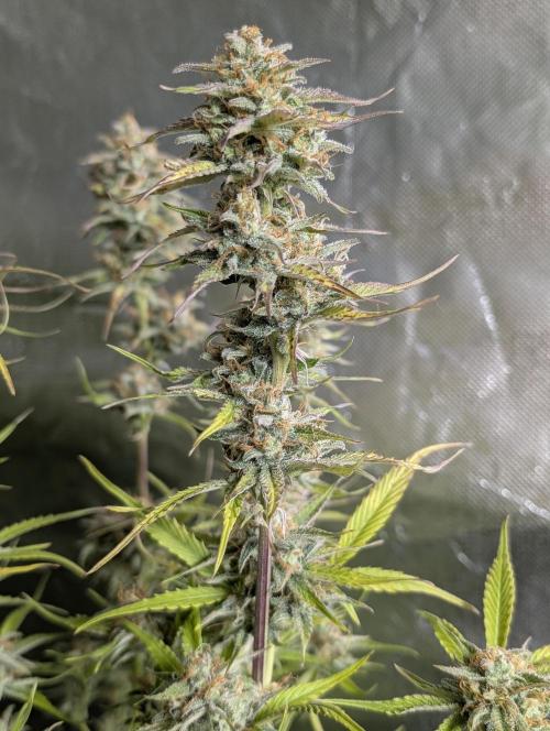 Creamzilla Auto x4. Week 11