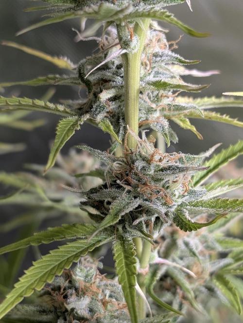 Creamzilla Auto x4. Week 11