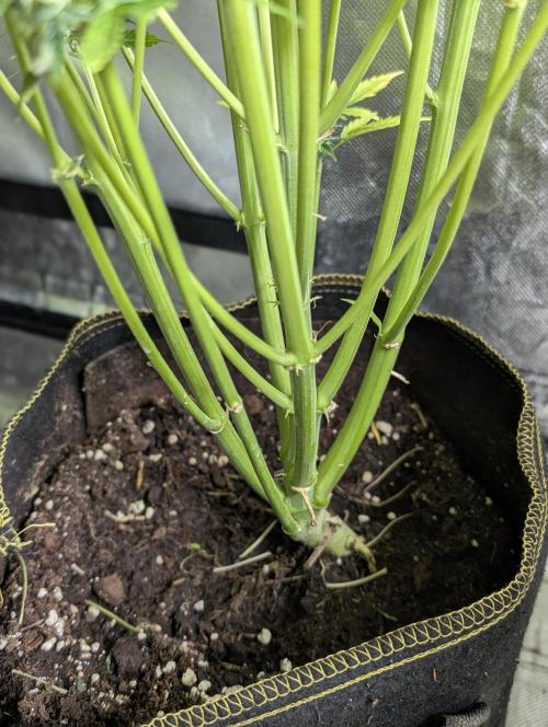 Creamzilla Auto x4. Week 11