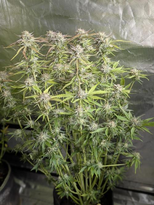 Creamzilla Auto x3. Week 11 - N1