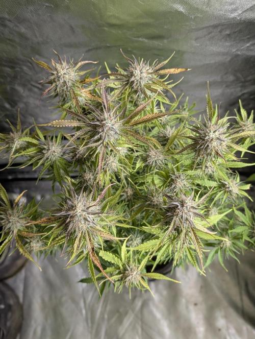 Creamzilla Auto x3. Week 11