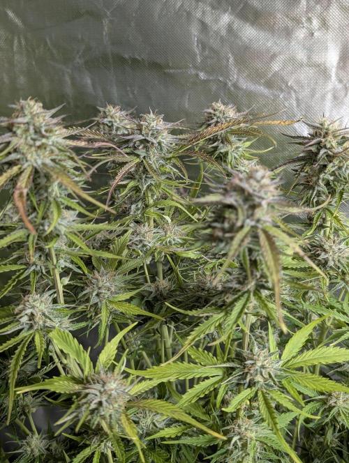 Creamzilla Auto x3. Week 11