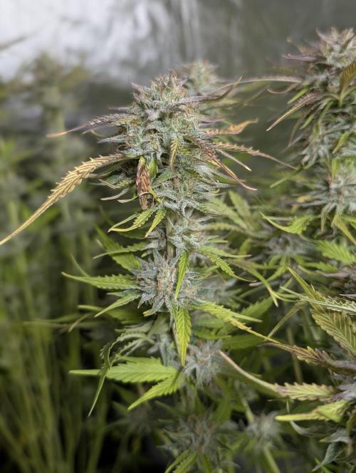 Creamzilla Auto x3. Week 11