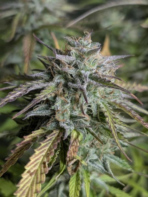 Creamzilla Auto x3. Week 11