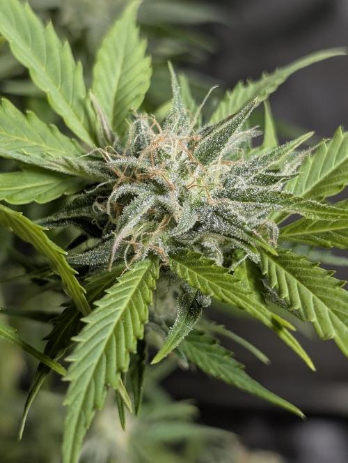 Creamzilla Auto x3. Week 11