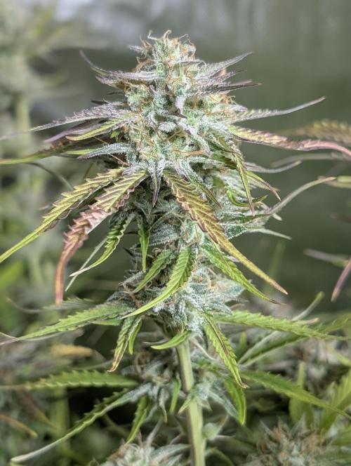 Creamzilla Auto x3. Week 11