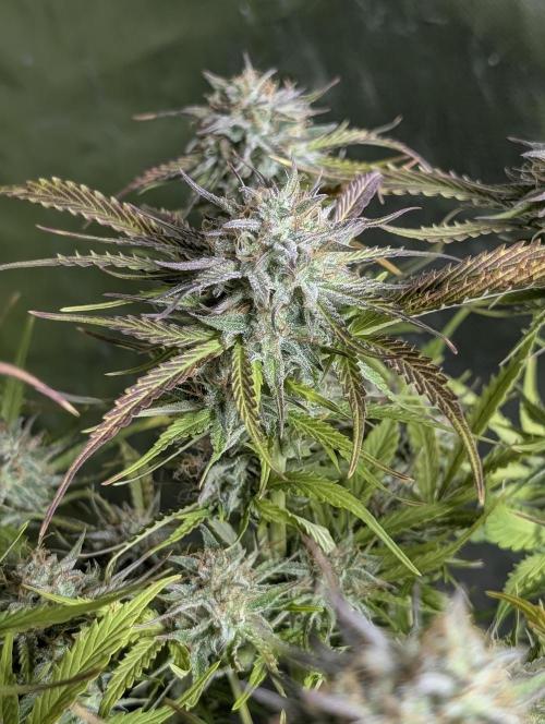 Creamzilla Auto x3. Week 11