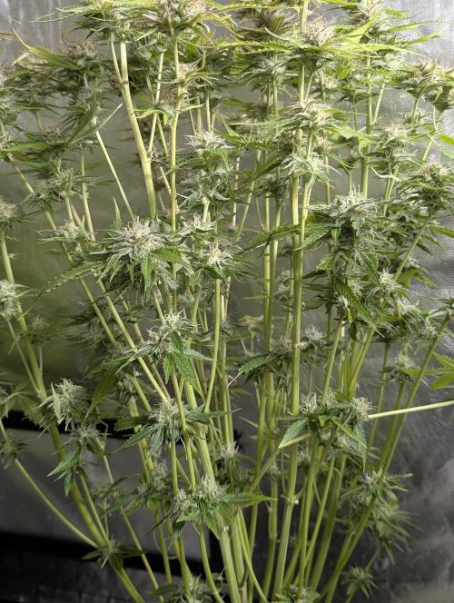 Creamzilla Auto x3. Week 11