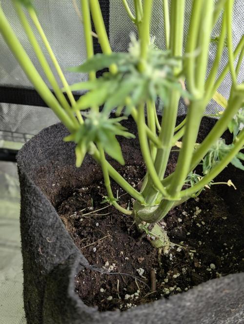 Creamzilla Auto x3. Week 11