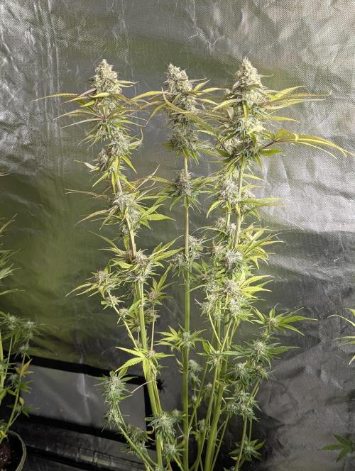 Creamzilla Auto x3. Week 11 - N2