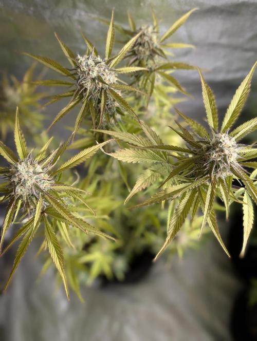 Creamzilla Auto x3. Week 11