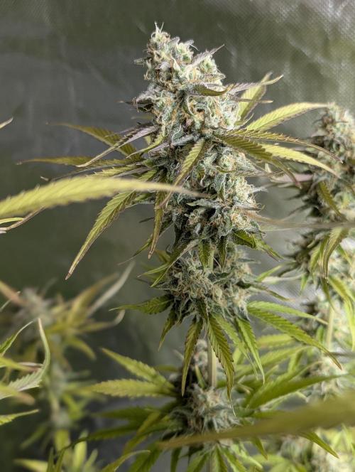 Creamzilla Auto x3. Week 11