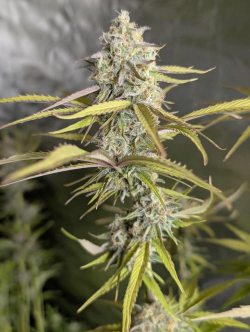 Creamzilla Auto x3. Week 11