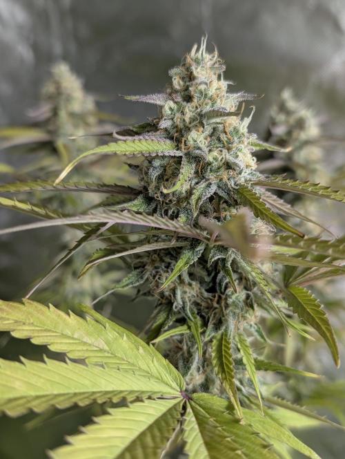 Creamzilla Auto x3. Week 11