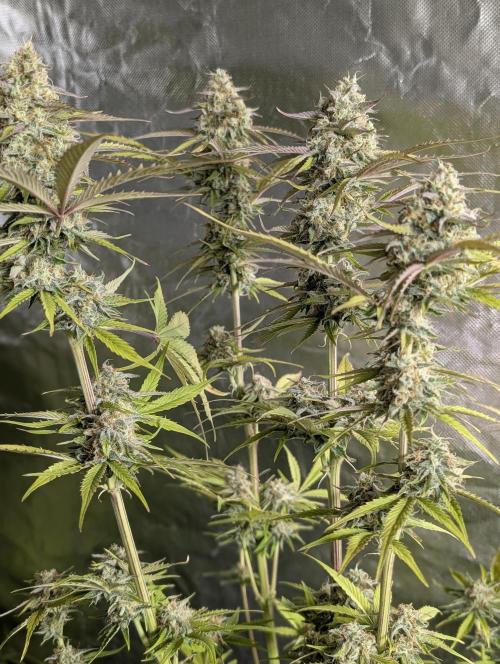 Creamzilla Auto x3. Week 11