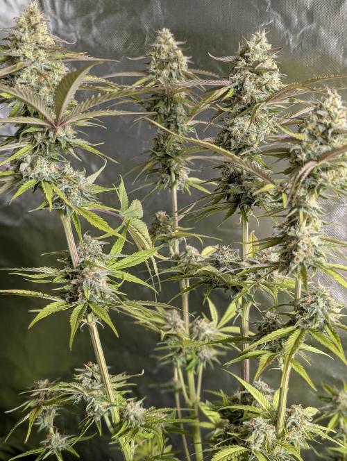 Creamzilla Auto x3. Week 11