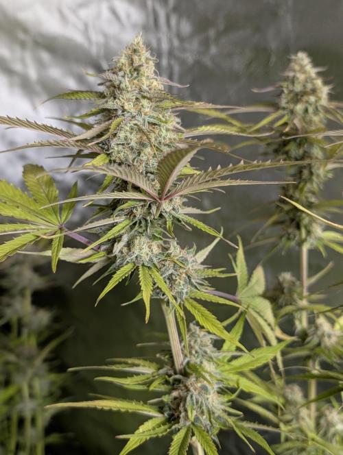 Creamzilla Auto x3. Week 11