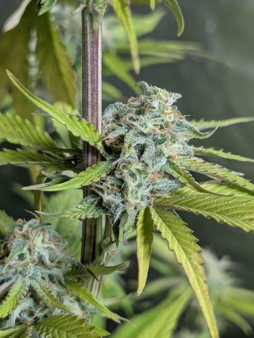 Creamzilla Auto x3. Week 11