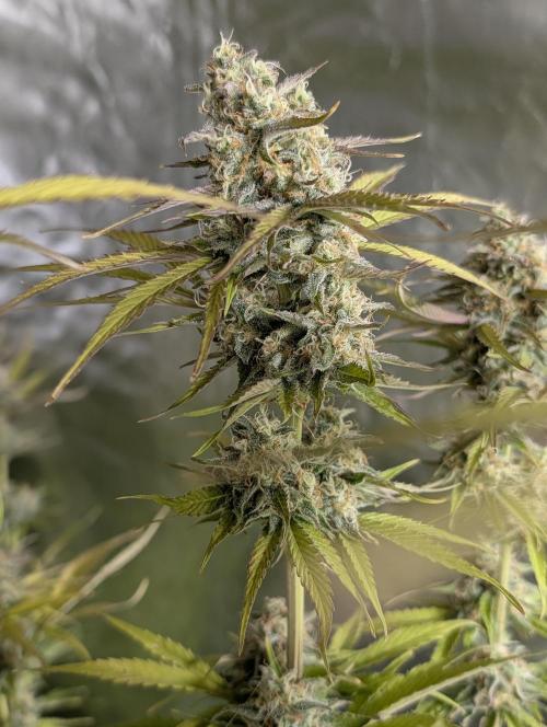 Creamzilla Auto x3. Week 11