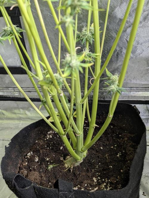 Creamzilla Auto x3. Week 11